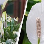 Spathiphyllum vil blomstre i årevis, hvis du holder den væk