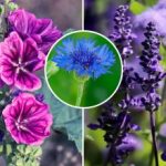 En levende have uden bekymringer: hvilke blomster sår, vokser og
