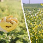 Hvilke ciderplanter skal man så om efteråret: 7 planter til