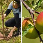 Hvilke frugttræer, der skal plantes om efteråret, og hvilke –