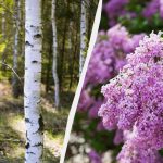 Hvilke træer og buske bør ikke plantes ved siden af