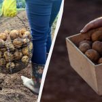 Kartofler holder til sommer: Hvor kan du opbevare dem, hvis