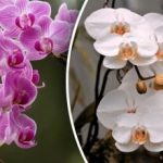 Sådan får du en orkidé til at blomstre oftere: Eksperter