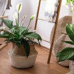 Sådan plejer du spathiphyllum om efteråret, så bladene ikke gulner