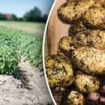 Sikker på at holde til foråret: Hvilken grøntsag skal opbevares
